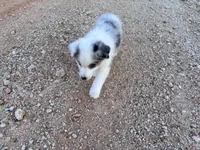 Miss Lily, a female Australian Shepherd for sale in Midway, TX – 10 of 10
