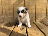 TEDDY, a male Australian Shepherd for sale in Midway, TX – Photo 4 of 9