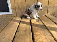 TEDDY, a male Australian Shepherd for sale in Midway, TX – Photo 6 of 9