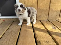 TEDDY, a male Australian Shepherd for sale in Midway, TX – Photo 9 of 9