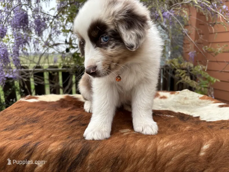 TEDDY – Australian Shepherd puppy for sale in Midway, TX