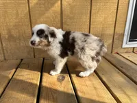 TEDDY, a male Australian Shepherd for sale in Midway, TX – Photo 7 of 9