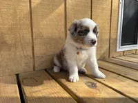 TEDDY, a male Australian Shepherd for sale in Midway, TX – Photo 1 of 9