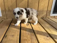 TEDDY, a male Australian Shepherd for sale in Midway, TX – Photo 8 of 9