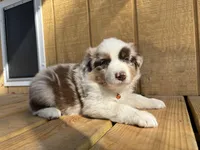 TEDDY, a male Australian Shepherd for sale in Midway, TX – Photo 2 of 9