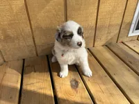TEDDY, a male Australian Shepherd for sale in Midway, TX – Photo 5 of 9