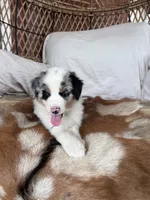 Violet, a female Australian Shepherd for sale in Midway, TX – 5 of 5