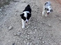 Rocky, a male Australian Shepherd for sale in Midway, TX – 6 of 9