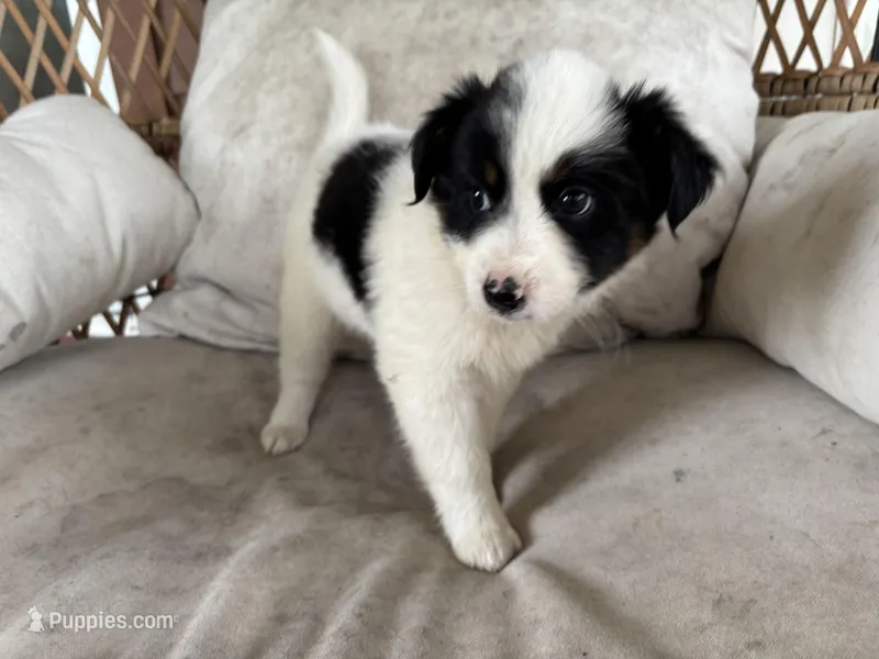 Savannah – Australian Cattle Dog, Miniature Australian Shepherd puppy for sale in Midway, TX