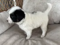 Savannah, a female Australian Cattle Dog and Miniature Australian Shepherd for sale in Midway, TX – 4 of 4