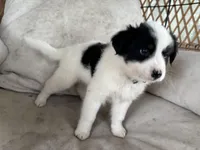 Savannah, a female Australian Cattle Dog and Miniature Australian Shepherd for sale in Midway, TX – 2 of 4