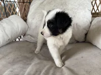 Savannah, a female Australian Cattle Dog and Miniature Australian Shepherd for sale in Midway, TX – 3 of 4