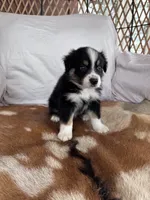 Tinker Bill, a male Australian Shepherd for sale in Midway, TX – 3 of 10