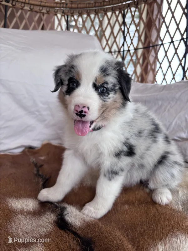 Violet – Australian Shepherd puppy for sale in Midway, TX