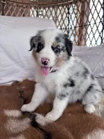 Violet, a female Australian Shepherd for sale in Midway, TX – 1 of 5