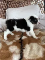 Rocky, a male Australian Shepherd for sale in Midway, TX – 4 of 9
