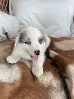 Miss Lily, a female Australian Shepherd for sale in Midway, TX – 2 of 10
