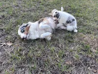 Tilly, a female Australian Shepherd for sale in Midway, TX – 7 of 10