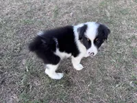 Rocky, a male Australian Shepherd for sale in Midway, TX – 5 of 9