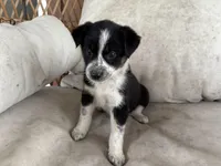 Scout, a male Australian Cattle Dog and Miniature Australian Shepherd for sale in Midway, TX – 2 of 3