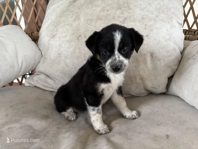 Scout – Australian Cattle Dog, Miniature Australian Shepherd puppy for sale in Midway, TX
