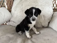 Scout, a male Australian Cattle Dog and Miniature Australian Shepherd for sale in Midway, TX – 1 of 3