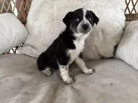 Scout, a male Australian Cattle Dog and Miniature Australian Shepherd for sale in Midway, TX – 3 of 3