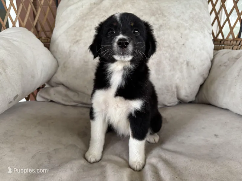Tux – Australian Cattle Dog, Miniature Australian Shepherd puppy for sale in Midway, TX