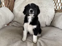 Tux, a male Australian Cattle Dog and Miniature Australian Shepherd for sale in Midway, TX – 1 of 4