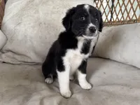 Tux, a male Australian Cattle Dog and Miniature Australian Shepherd for sale in Midway, TX – 4 of 4