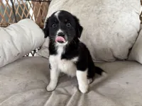 Tux, a male Australian Cattle Dog and Miniature Australian Shepherd for sale in Midway, TX – 3 of 4