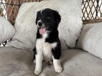 Tux, a male Australian Cattle Dog and Miniature Australian Shepherd for sale in Midway, TX – 2 of 4