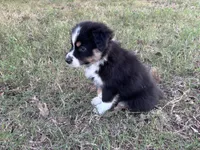 Tinker Bill, a male Australian Shepherd for sale in Midway, TX – 5 of 10