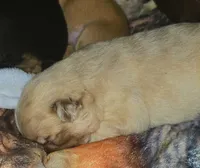 Goldy, a female French Bulldog for sale in Lompoc, CA – 9 of 10