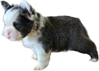 Husky panda, a male French Bulldog for sale in Lompoc, CA – 7 of 8