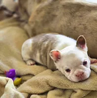 Quasimoto, a male French Bulldog for sale in Lompoc, CA – 10 of 10