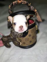 Pippy , a female French Bulldog for sale in Lompoc, CA – 10 of 10