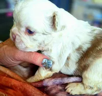 Koi boi, a male French Bulldog for sale in Lompoc, CA – 5 of 10