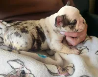 Star Spangled Koi, a female French Bulldog for sale in Lompoc, CA – 8 of 9