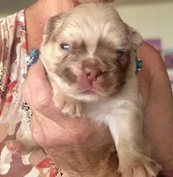 Goldy, a female French Bulldog for sale in Lompoc, CA – 7 of 10