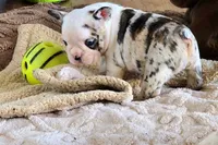 Star Spangled Koi, a female French Bulldog for sale in Lompoc, CA – 2 of 9