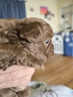 Cocoapuff, a male French Bulldog for sale in Lompoc, CA – 6 of 10