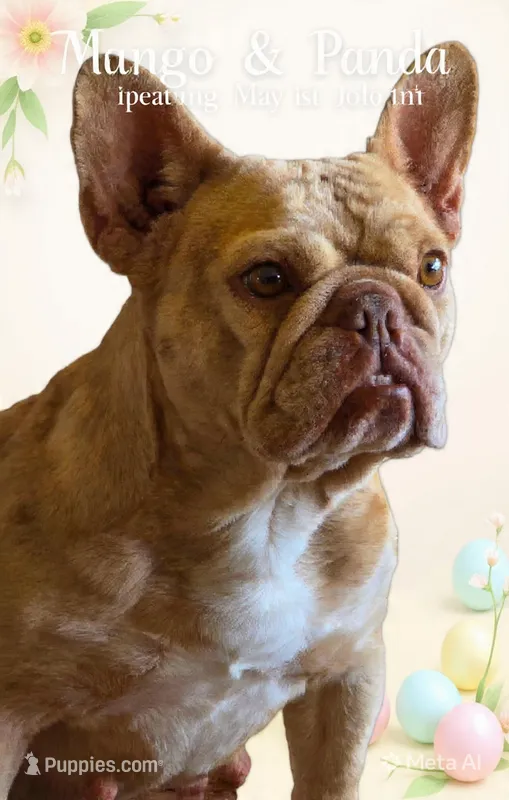 Mango – French Bulldog puppy for sale in Lompoc, CA