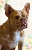 Mango, a female French Bulldog for sale in Lompoc, CA – 1 of 5