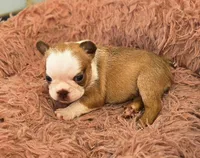 Pippy , a female French Bulldog for sale in Lompoc, CA – 6 of 10