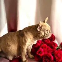 Mango, a female French Bulldog for sale in Lompoc, CA – 3 of 5