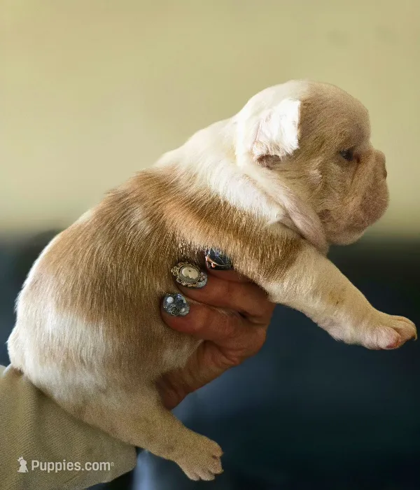 Quasimoto – French Bulldog puppy for sale in Lompoc, CA