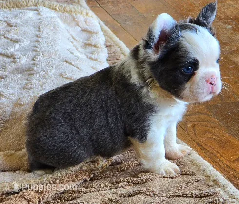 Husky panda – French Bulldog puppy for sale in Lompoc, CA
