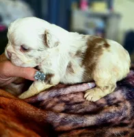Koi boi, a male French Bulldog for sale in Lompoc, CA – 6 of 10