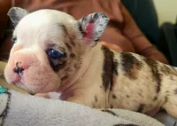 Star Spangled Koi, a female French Bulldog for sale in Lompoc, CA – 6 of 9